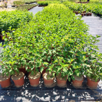 Hortenzia metlinatá (Hydrangea paniculata) ´VANILLE FRAISE´® - výška 20-30 cm, kont. C2L